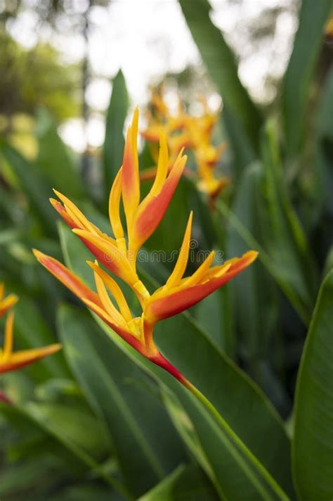 A Parrots Beak Heliconia Heliconia Psittacorum Growing In The