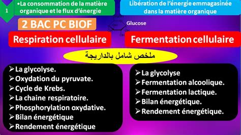 R Sum La Respiration La Fermentation Cellulaire Bac Pc Biof