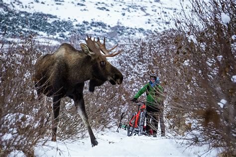 Best Locations To Find A Moose In Alaska Where To See Moose In Alaska