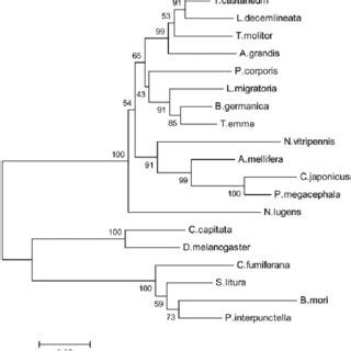 Phylogenetic Tree Constructed On The Basis Of Alignment Of The Amino