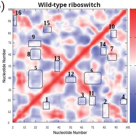 Dynamic Cross Correlation Matrix Dccm Of Backbone Atoms Of A Mn 2