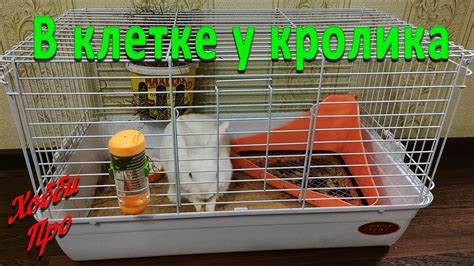 Клетка для декоративного кролика, что внутри. - YouTube