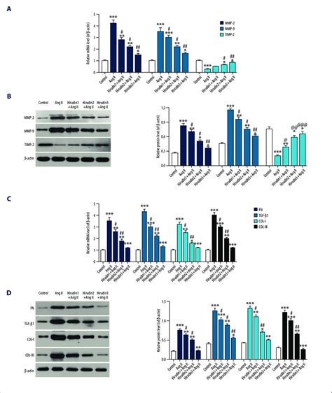 Hirudin Regulated Fibrosis Related Factors In Ang Ii Induced Myocardial