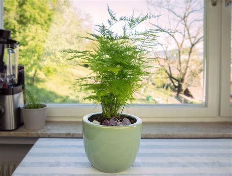 5 Benefits Of Having Asparagus Fern In Your Home