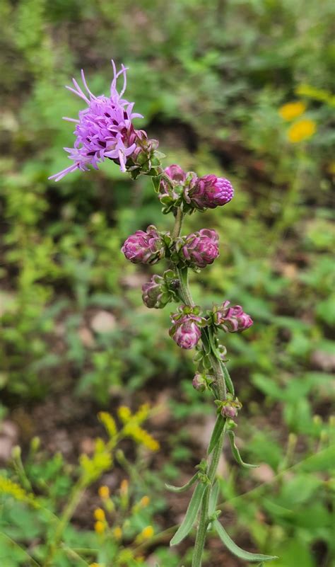 Rough Blazing Star (Liatris aspera) | Heartland Seed of Missouri, LLC