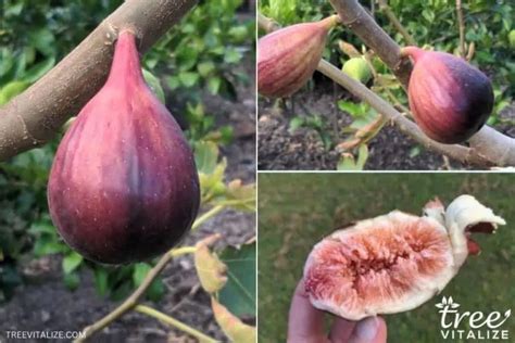 8 Best Fig Tree Varieties To Grow In Texas