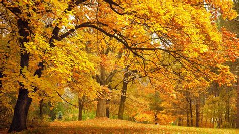 Indian Summer Wallpapers Top Free Indian Summer Backgrounds