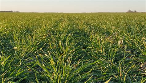 Advierten Por Una Baja Refertilizaci N Del Trigo Que Podr A Afectar La