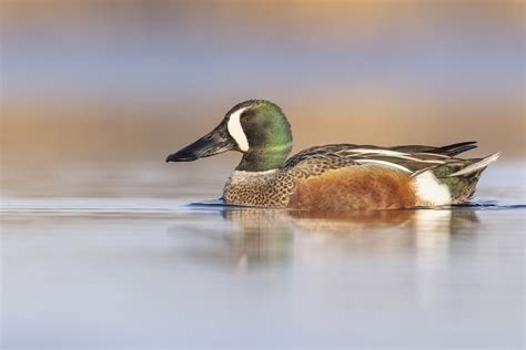 Pato Media Luna x Cuchara Boreal híbrido eBird