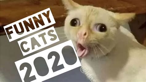 Funny Cute Cats Compilation 2020 1 😹😻 Best Tik Toks Youtube