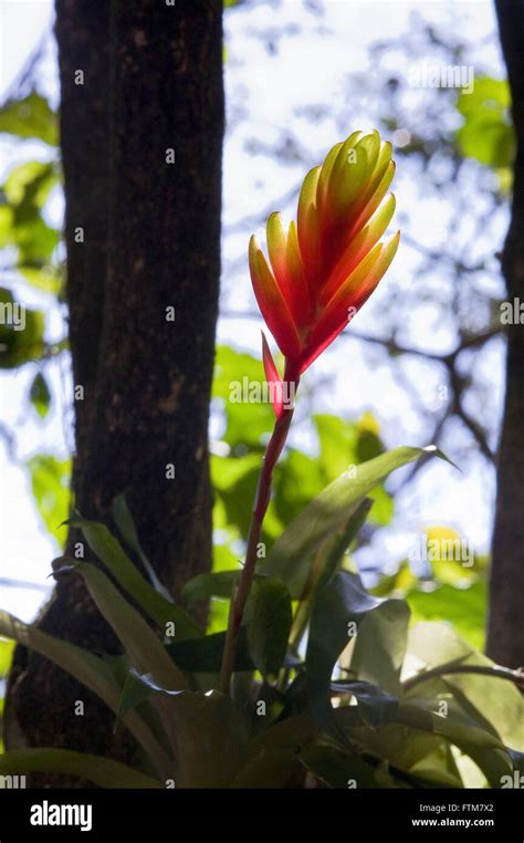 Bromeliad in the rainforest Stock Photo - Alamy