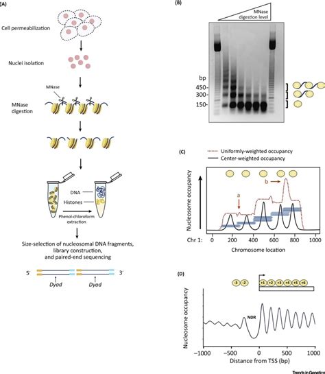 Genome Wide Mapping Of The Nucleosome Landscape By Micrococcal Nuclease