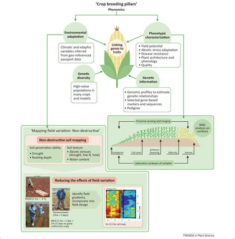 Field High Throughput Phenotyping The New Crop Breeding Frontier