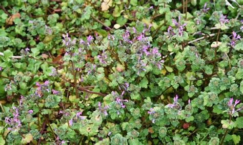 Top 10 Texas Weeds To Know Native Backyards