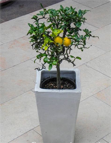 Poncirus Trifoliata Citrus Flying Dragon Dreibl Ttrige Orange