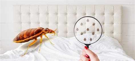 Bed Bug Control Services In Noida Delhi Ncr Papamango Net