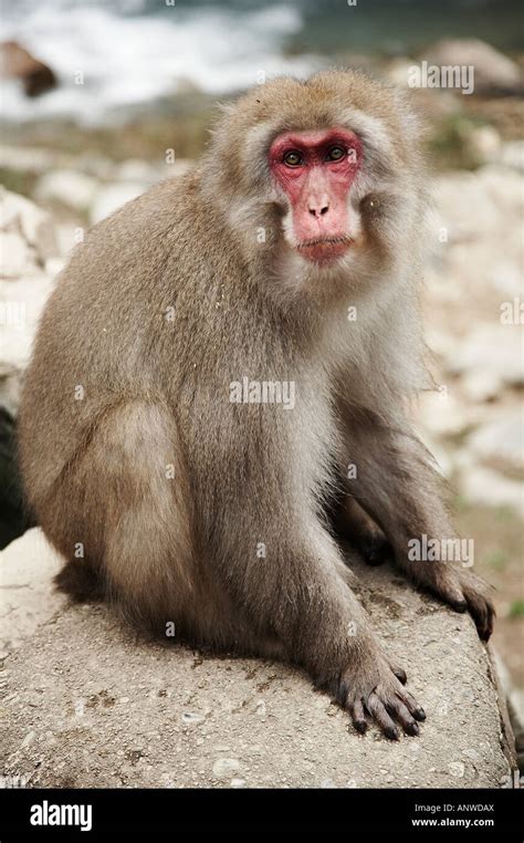 Snow Monkey, Japan Stock Photo - Alamy