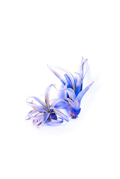 Blue Flower Petals on White Background · Free Stock Photo