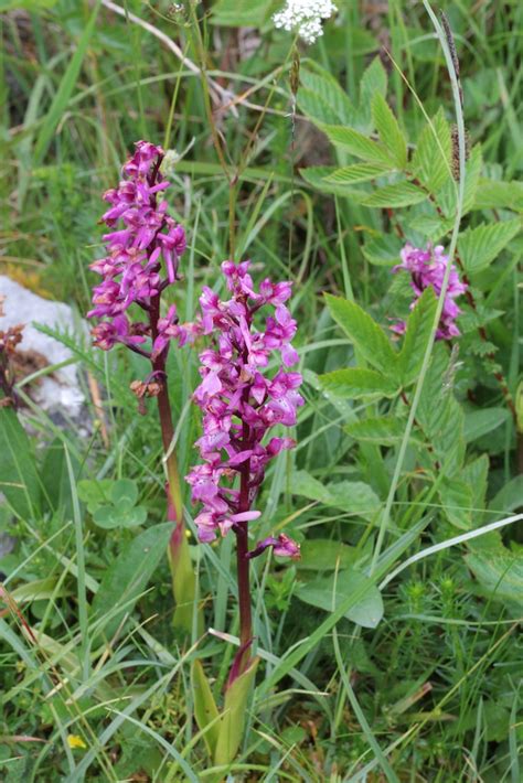 The Burren A Beautiful Wild Region Of Ireland Amazing Wildflowers