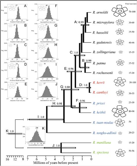 Expanded Chronogram Showing Phylogenetic Relationships And Divergence