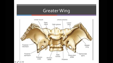 Bone Markings Of Sphenoid And Ethmoid Bones Youtube