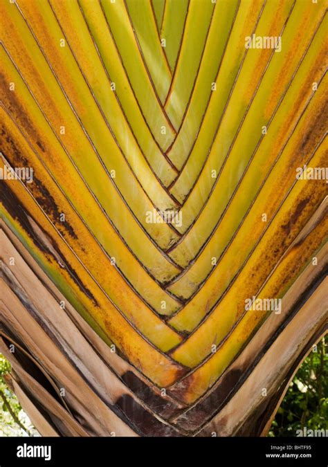 Exotic Plants In The Dominican Republic Stock Photo Alamy