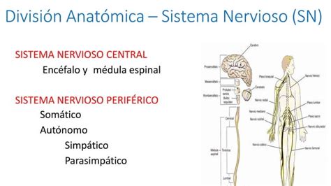 Teorico Sistema Nervioso Autonomo Eutm 2018 Pptx Descarga Gratuita