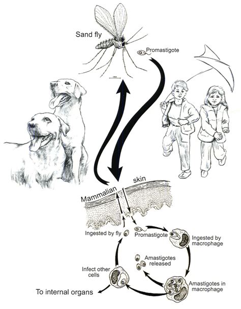 Leishmaniasis Life Cycle