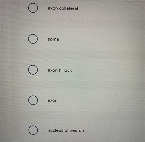 Solved Which structure is highlighted? axon collateral O | Chegg.com