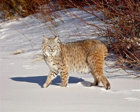 Bobcat (Mammals, Animals) Collection