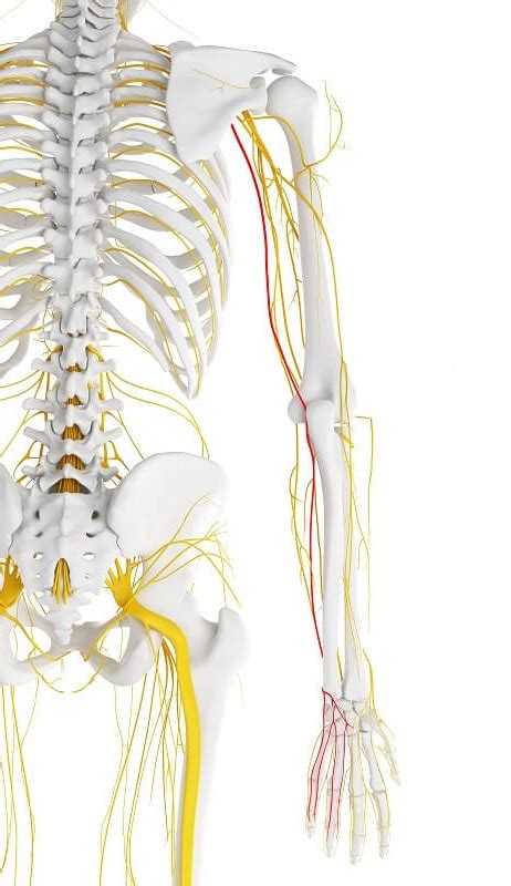 Ulnar Nerve Distribution