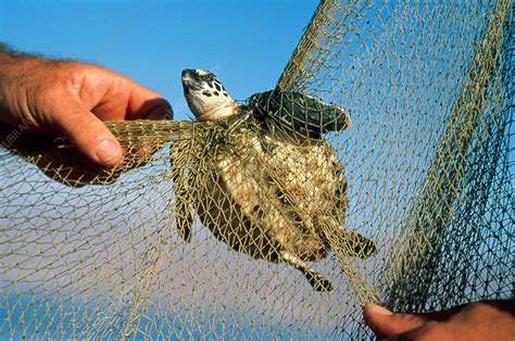 Turtle Caught In Net Stock Image C028 6950 Science Photo Library