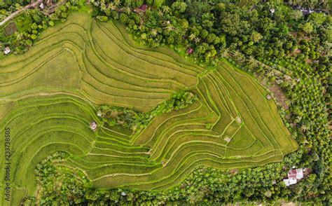 Indonesian Rice Paddies Rice Shelf Rice Terrace Stacked Rice Fields