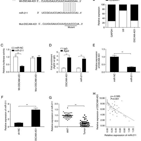 Dscam As1 Knockdown Inhibits The Invasion And Migration Of Thyroid Download Scientific Diagram