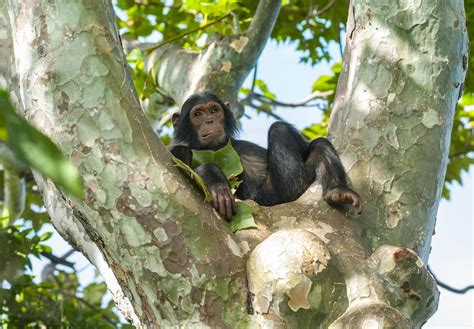 gombe national park wetu africa adventures