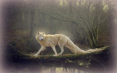 Beautiful White Wolf Wallpaper Nature And Landscape Wallpaper Better