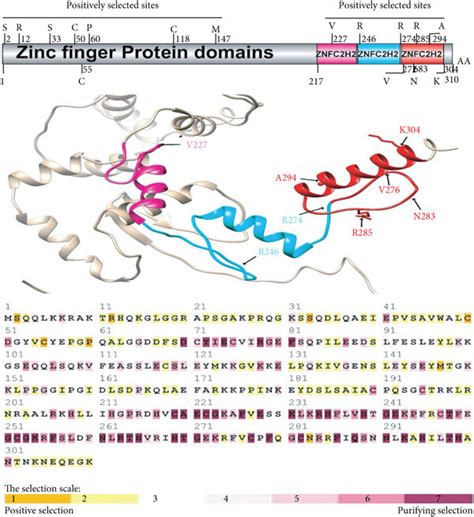 Zinc finger protein 3D structure, domain alignment, and positively ...