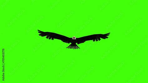 3d Eagle Flying Loop Animation On Green Screen Eagle Flying On Chroma