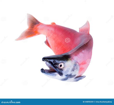 The Kokanee Is The Landlocked Version Of The Sockeye Salmon Stock Image