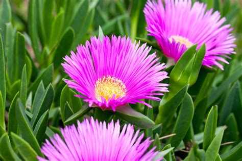 Growing Ice Plant Flowers - How To Grow A Hardy Ice Plant | Gardening ...