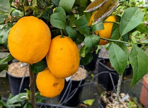 Vente de Citrus lemon Meyer Citron Meyer Pépinières Quissac