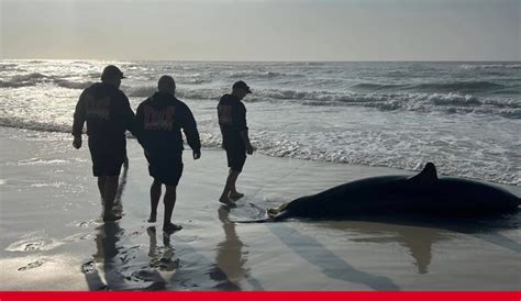 Great White Shark Washes Up On Florida Beach