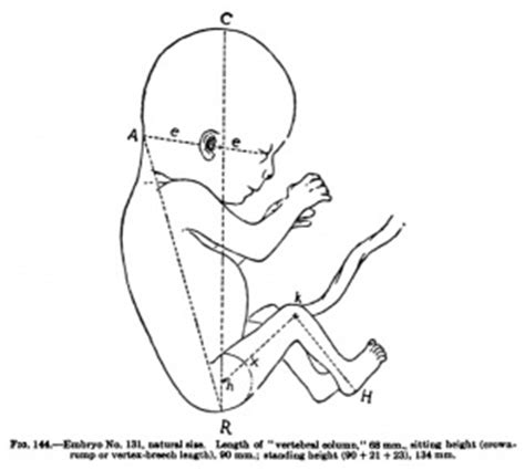 Fetal Crown Rump Length Chart