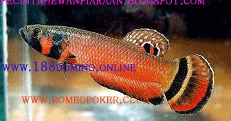 Ciri Ciri Dan Perilaku Ikan Cupang Mouth Brooder