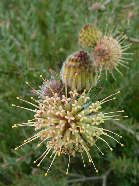 Arid Pincushion From Loerkop Greyton South Africa On August