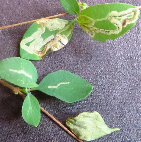 Fly Leaf Miner On Symphoricarpos Orbiculatus Phytomyza Palmeri