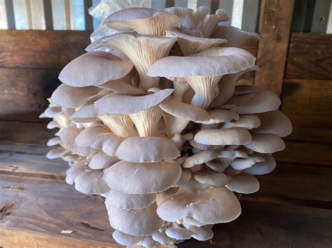 Oyster Mushroom Growing Kit Etsy