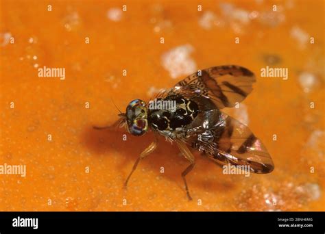 Mosca Mediterránea De La Fruta Ceratitis Capitata Hembra Poniendo