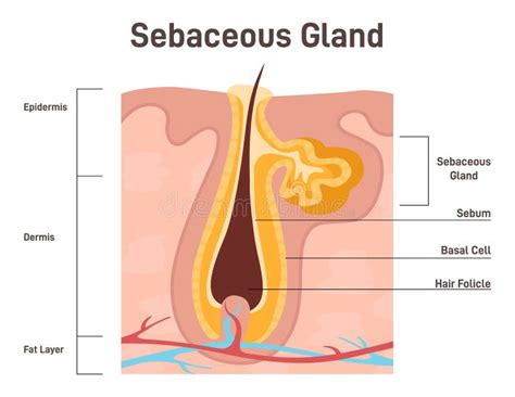 Glándula Sebácea Glándula Exocrina Secrete Sebumfor Para El Pelo Y La