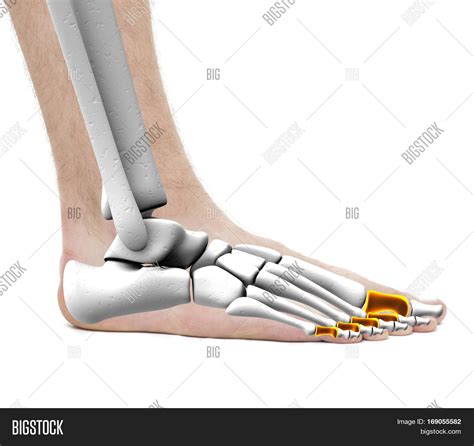 Proximal Bones - Image & Photo (Free Trial) | Bigstock